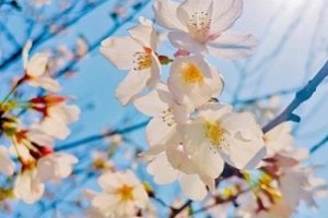 《樱花季节的珍贵爱情：我的樱花恋人》