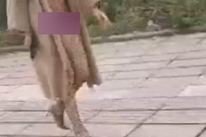 **超珍惜33.8G合集拍摄大神风筝断了线**